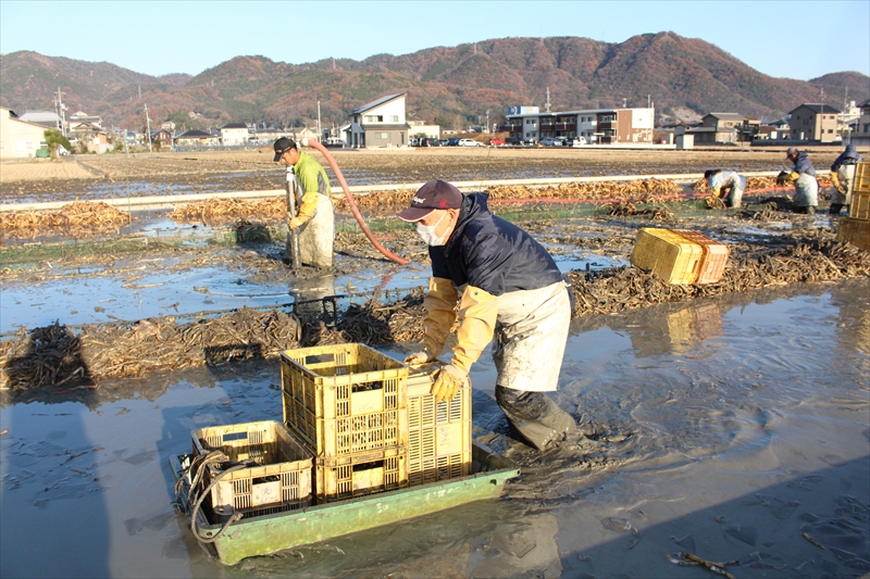 網で慈姑（くわい）をコンテナへ移動