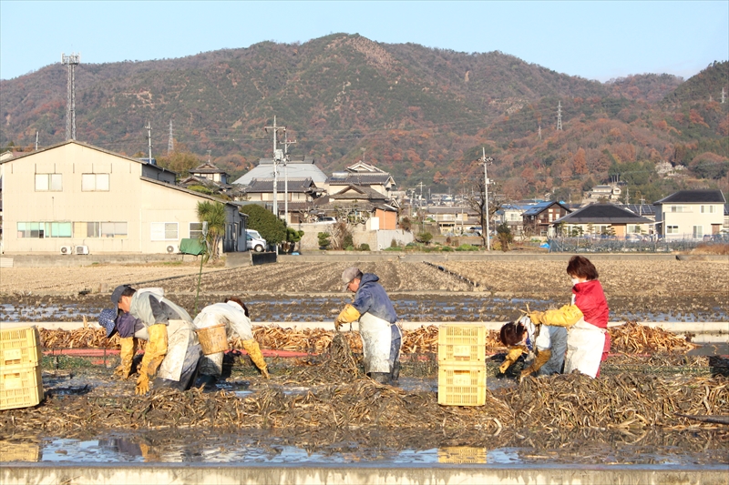 収穫～出荷の流れ