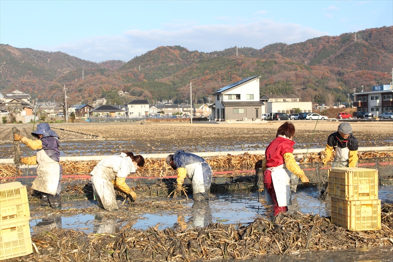 喜多村ファームでは慈姑（くわい）を育てています