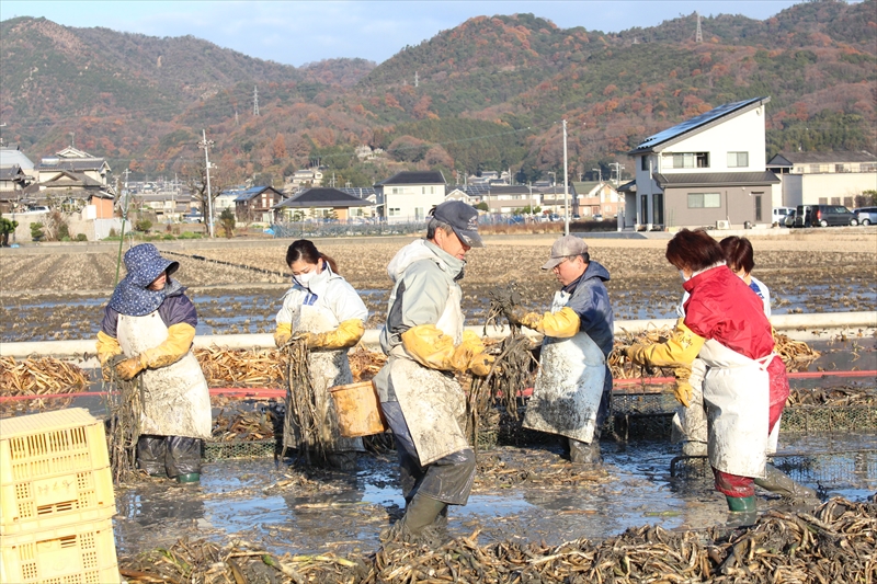 くわいの収穫の短期アルバイト募集中！こんな方は是非ご応募下さい！