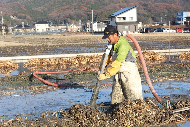 田んぼから慈姑（くわい）を掘り出す