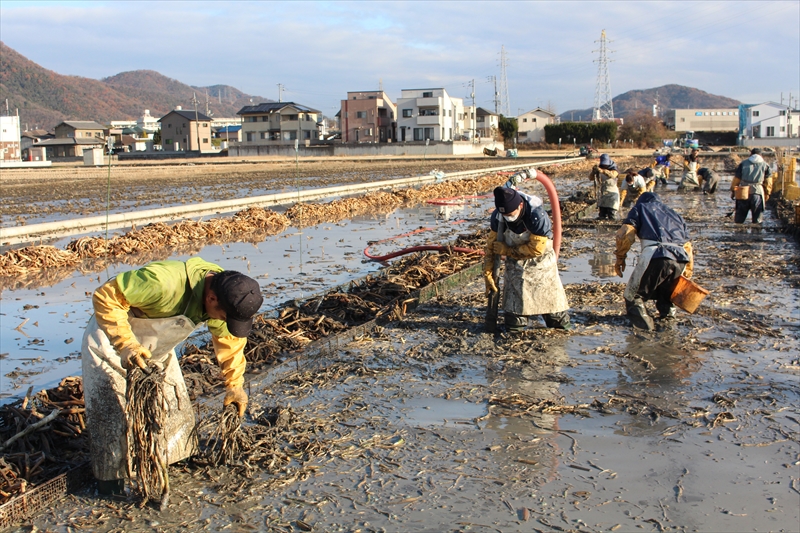 くわいの収穫・洗い・選別作業・箱詰めなどの作業