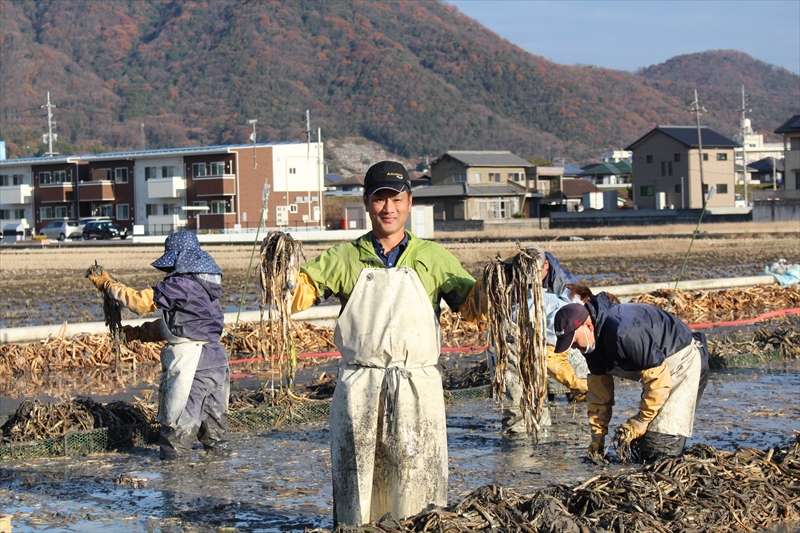 株に付いている慈姑（くわい）をちぎる