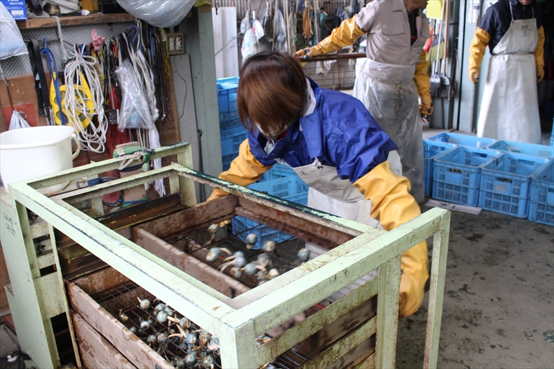 喜多村ファームは広島県福山市の慈姑(くわい)栽培農家 | アルバイト募集